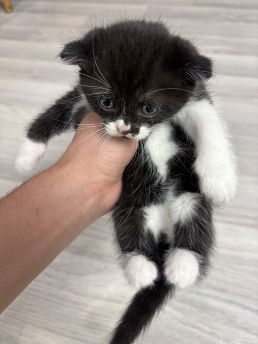 Отдам котят в добрые руки
