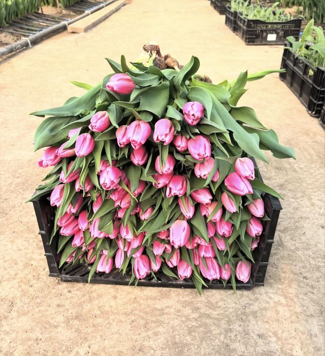 Тюльпаны оптом 420 тг.