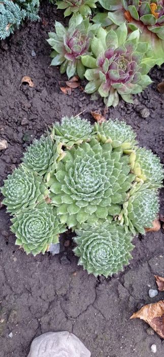 Цветы"Каменная роза"или Молодило