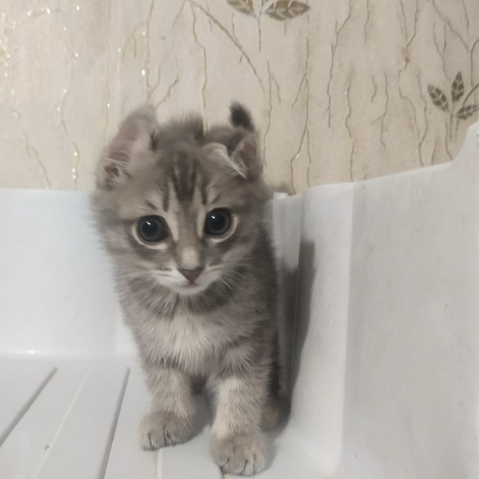 отдам котят 1,5 месяца