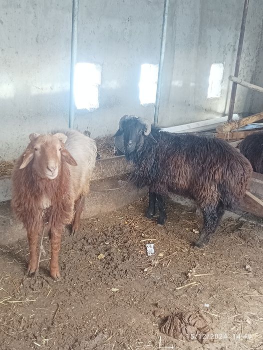 2 ta qoʻchqor sotiladi ikkalasi ham 2 yoshda