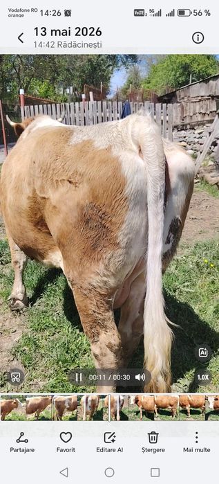 vând vacă tânără 5 ani jumate , Jud Vâlcea