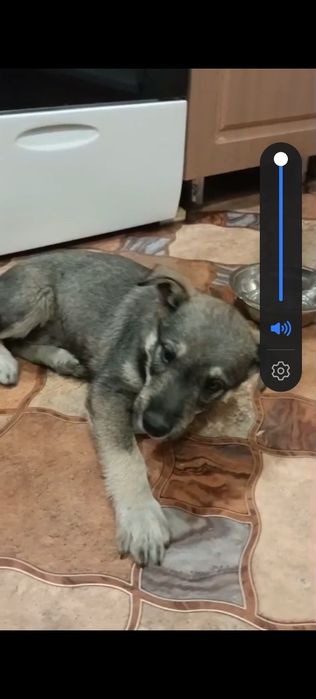 SoS. Срочно  ищем дом щенку.