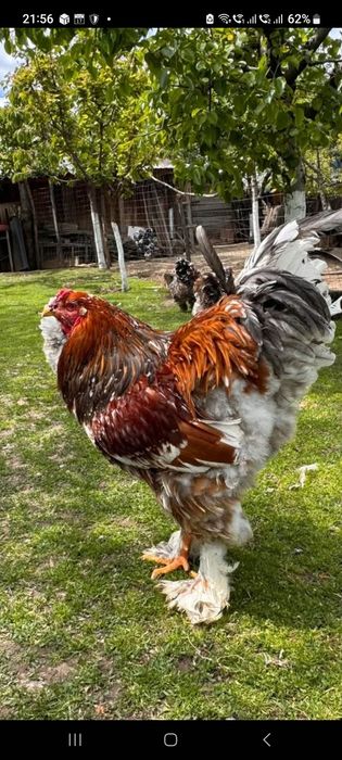 Vind pui Brahms Australorp și de taŕa