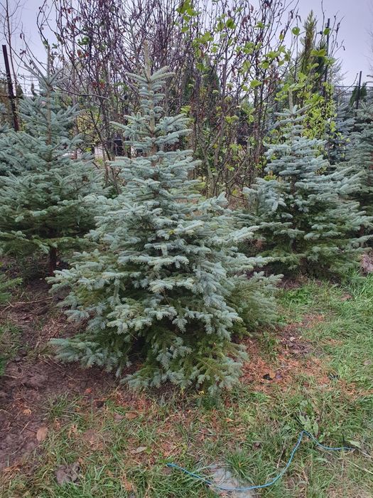 Tuia smaragd, Cireș japonez, brazi argintii, Leylandii gard, Mesteacăn