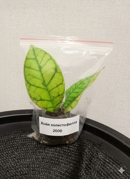 Продам комнатные растения