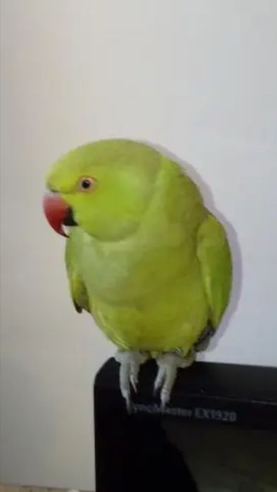 Papagali Micul Alexandru