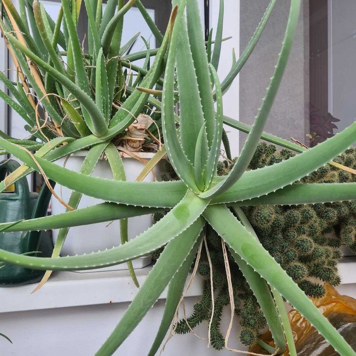 Алое листья, отростки