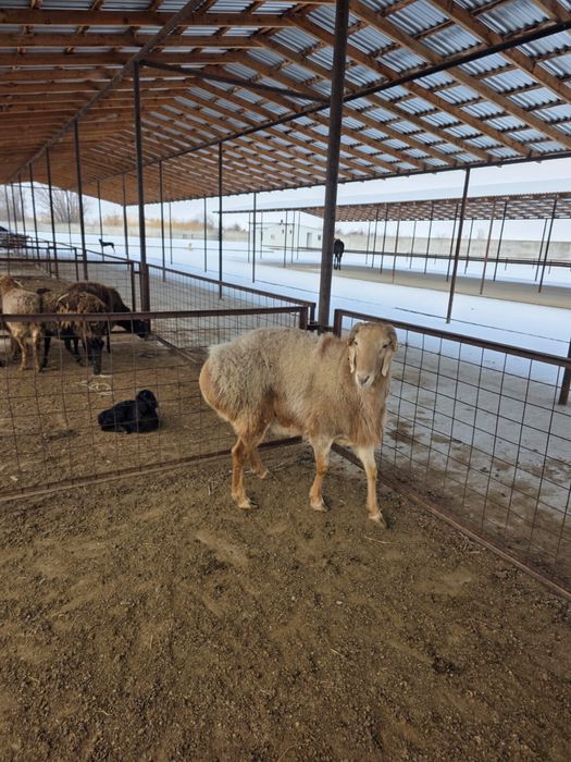 Қошқар сатылады Арашан