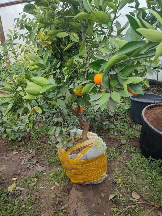 Apilsin,Mandarin,Kumkuvat,Pomello