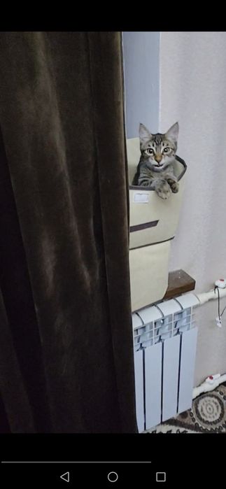 Котёнок в добрую и любящую кошек семью