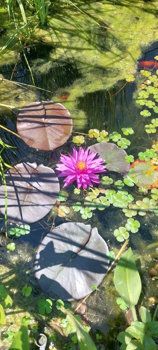 Продавам водни лилии и растения.