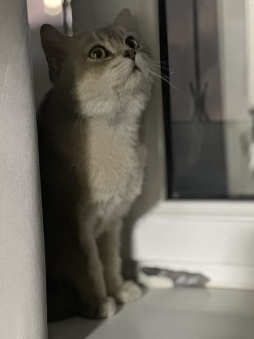 Голубая шиншилла на вязку