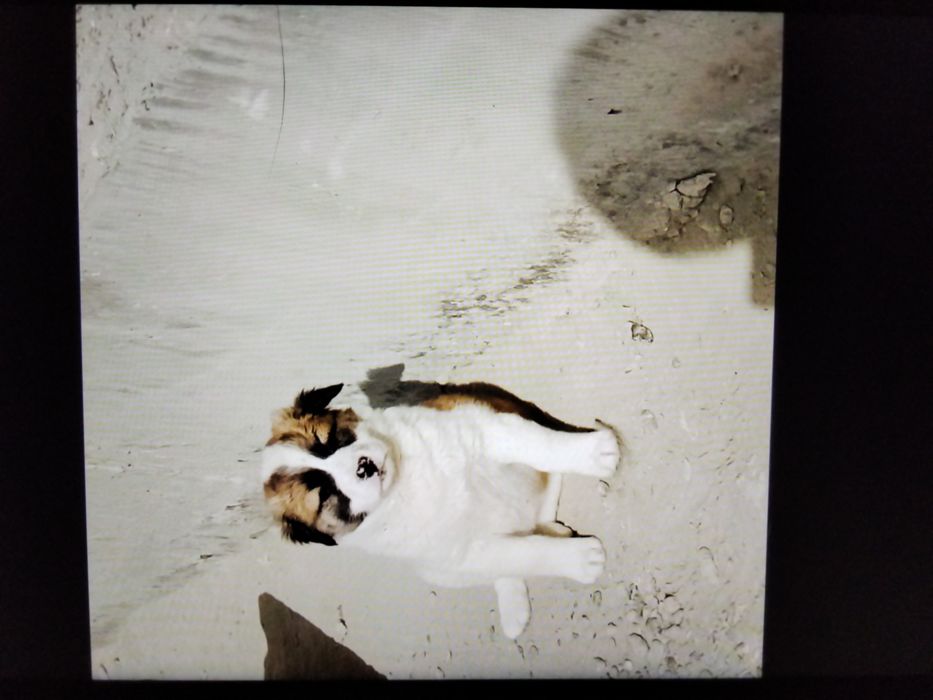 Щенки   2,5мес.порода Гуржи