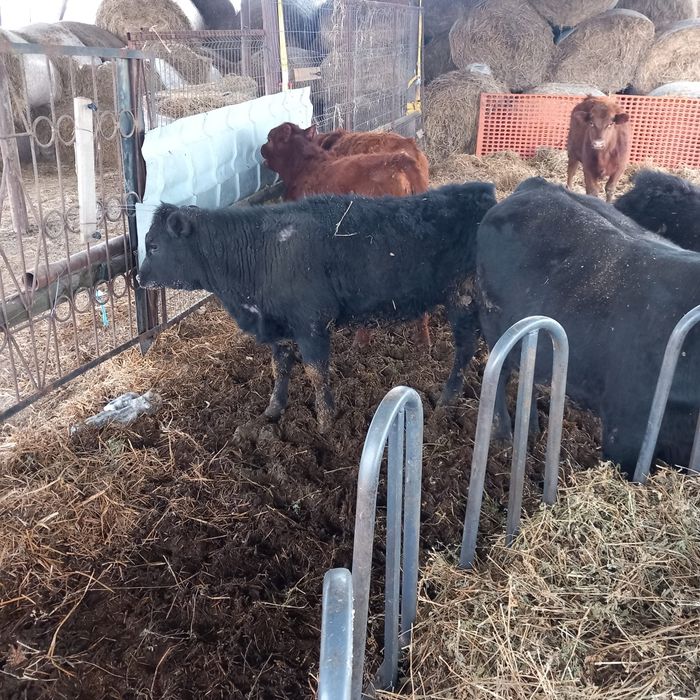 Vitei angus de vanzare