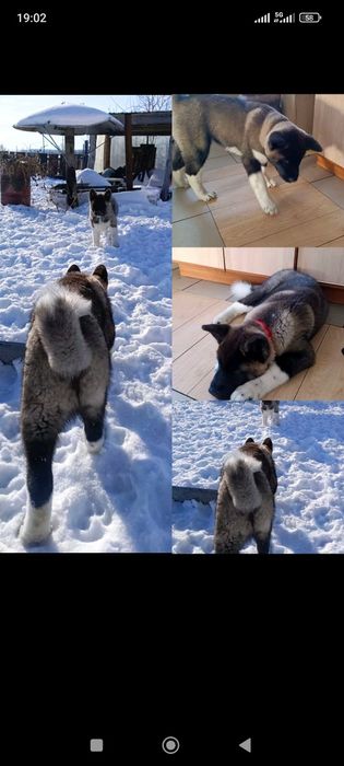 Щенки Американская Акита