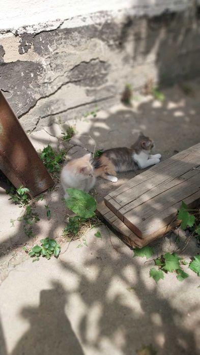 Котенок девочка 3 месяца ищет дом