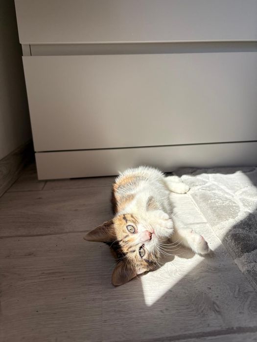 Котенце на два месеца. Момиче.