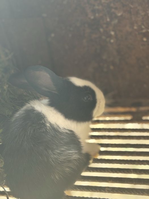 Pui de iepuri + mama