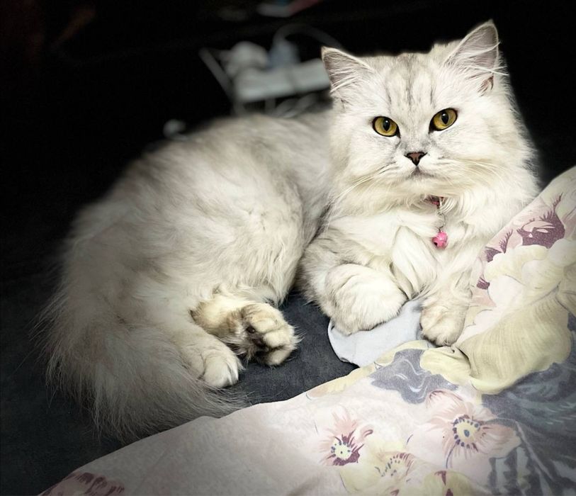 Ищем (жениха) кота для вязки шиншила