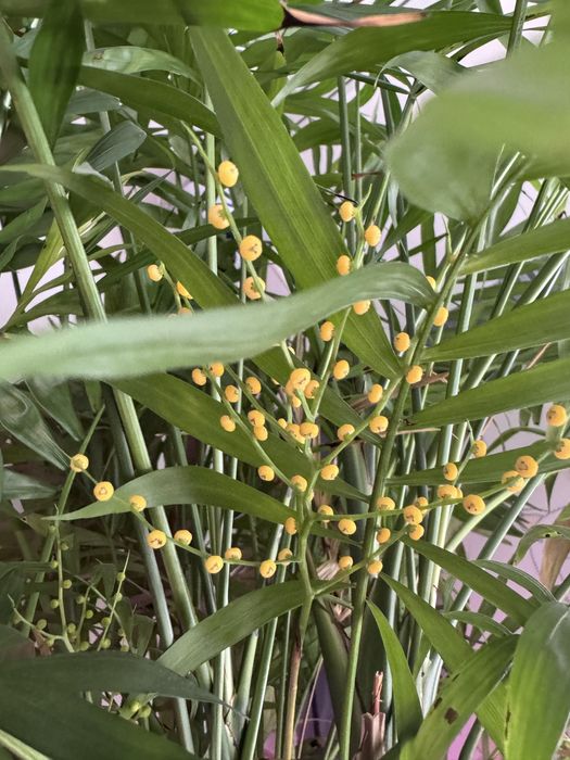 Хамедорея элеганс пальма