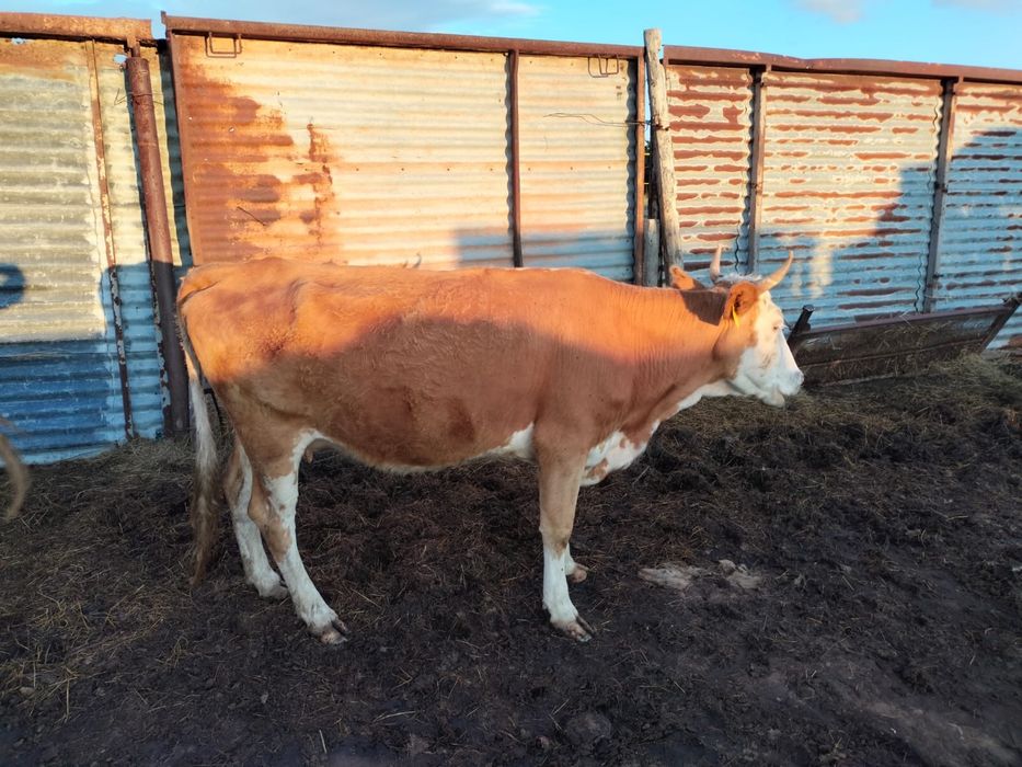 продажа скота хоршие
