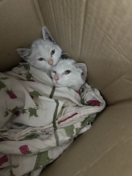 маленькие котята