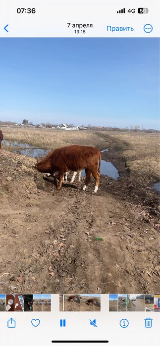 Продам телку село набережное
