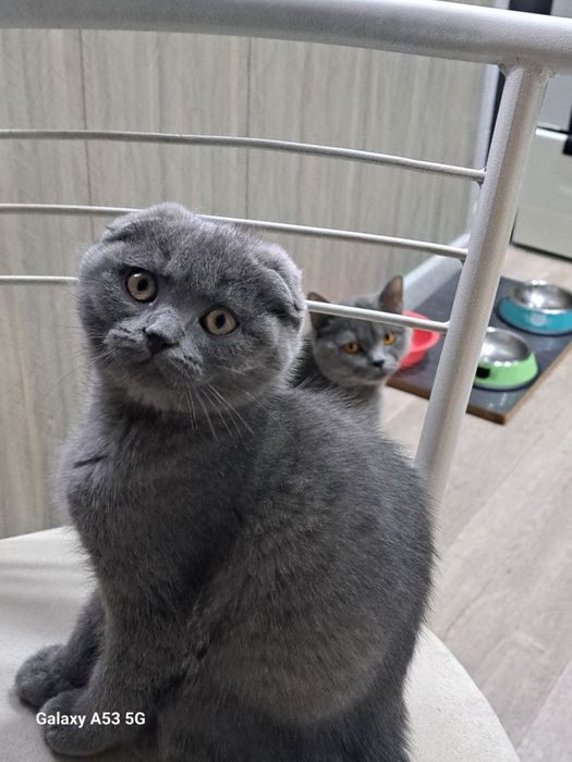 Скоттиш фолд девочка