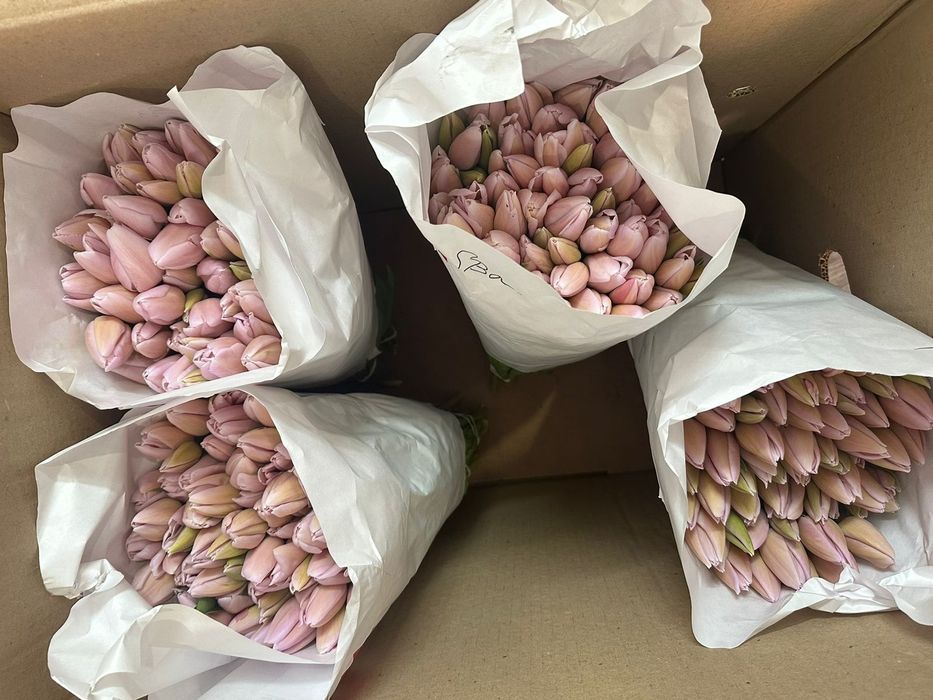 Тюльпаны Павлодар