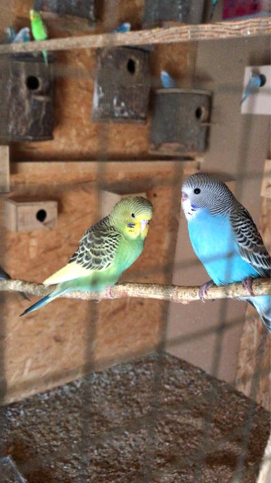 Vand papagali perusi , canari,zebre .etv