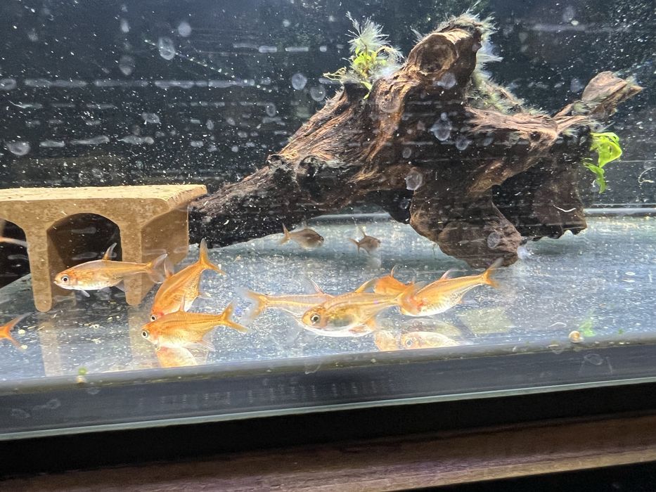 Somn sticla, Kuli, Tetra Ember, Microrasbora Galaxy, Sewelia, L201