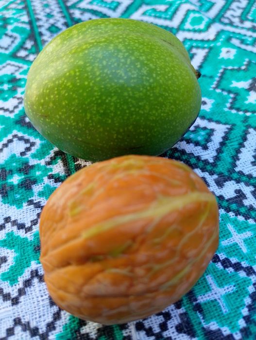 Nuci în coajă cu miez de nucă verde