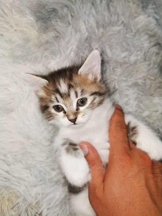 Отдам в хорошие руки Котят. Девочки  у одной есть коронка с буквой М)