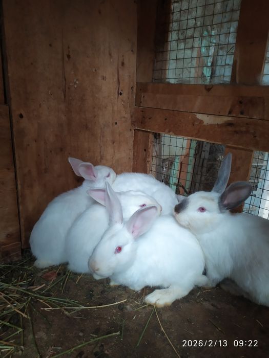 Домашние Кролики 3.5 месяца цвет белый