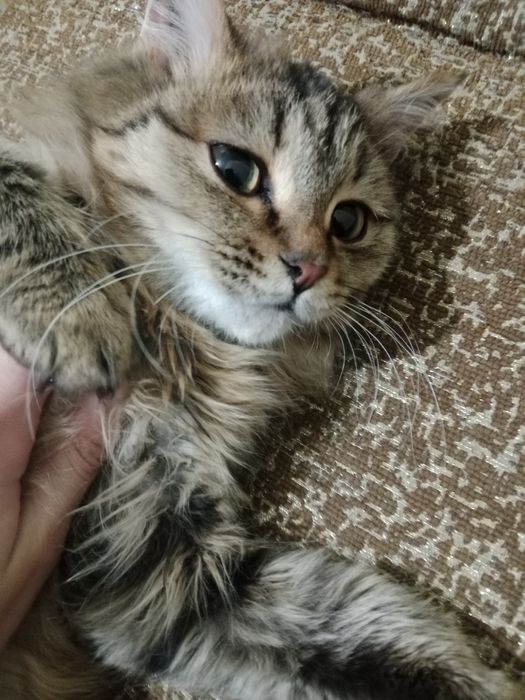 Отдам кота мальчика