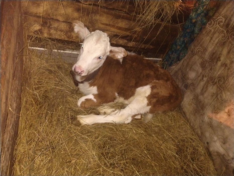 Продам телёнка девочка