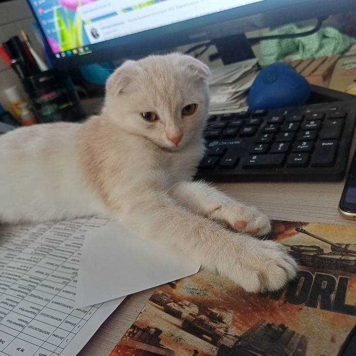 Ищем добрые и руки для котёнка