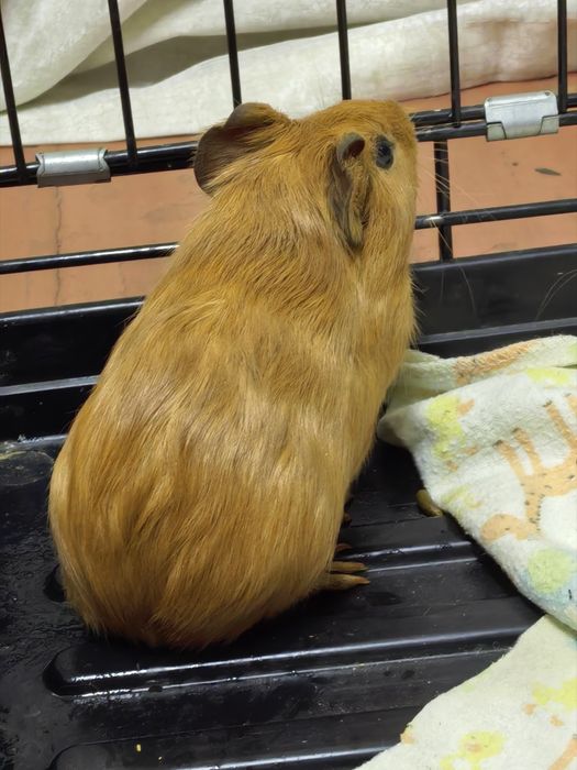 Морская свинка девочка