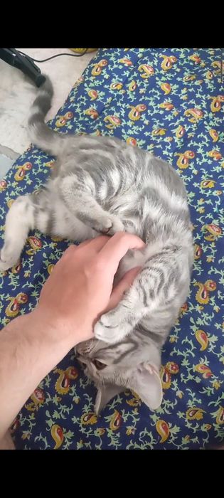 Британский котенок