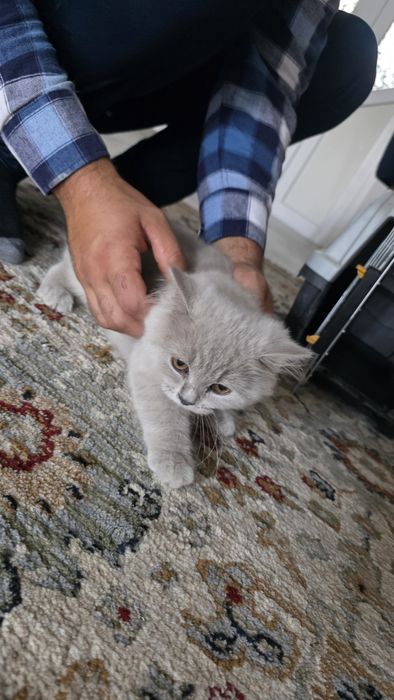 British Longhair lila