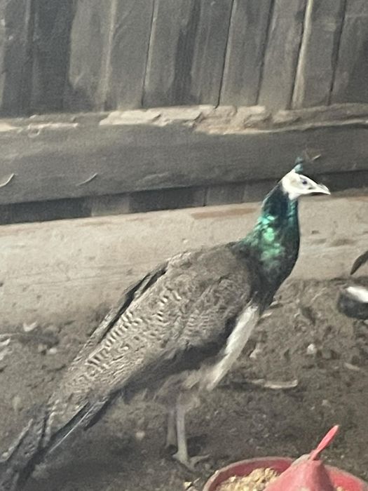 Pauni masculi de 1 an