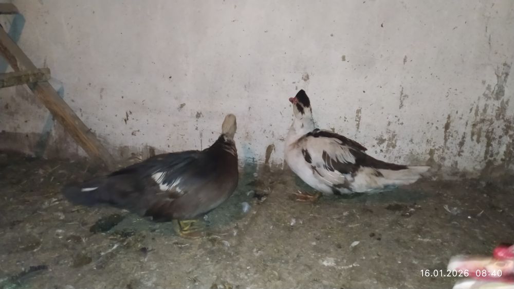 Продам уток домашних