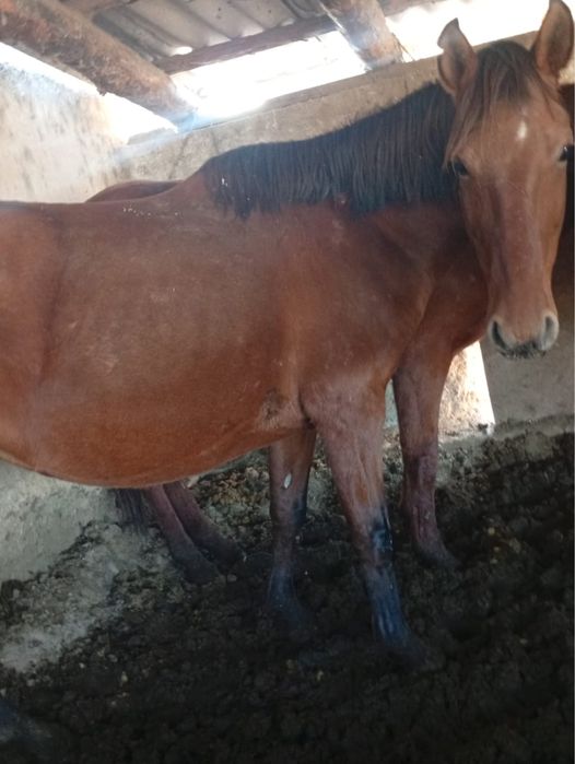 Биелер сатыладыы