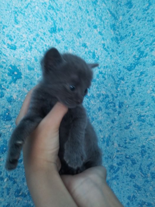 Viva Bianca yalangoch fotosuratlar