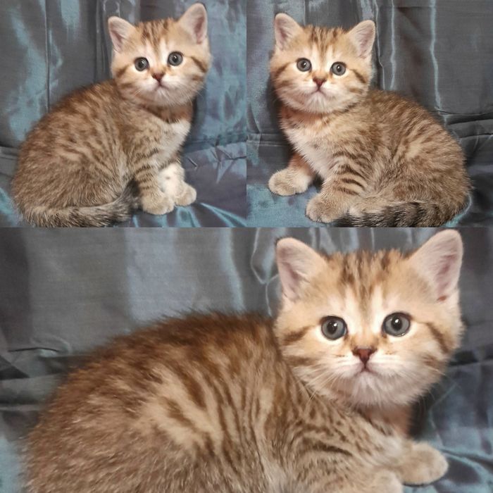 Продаются шикарные котята скотишстрайт,шиншилла.Цены разные на котят.
