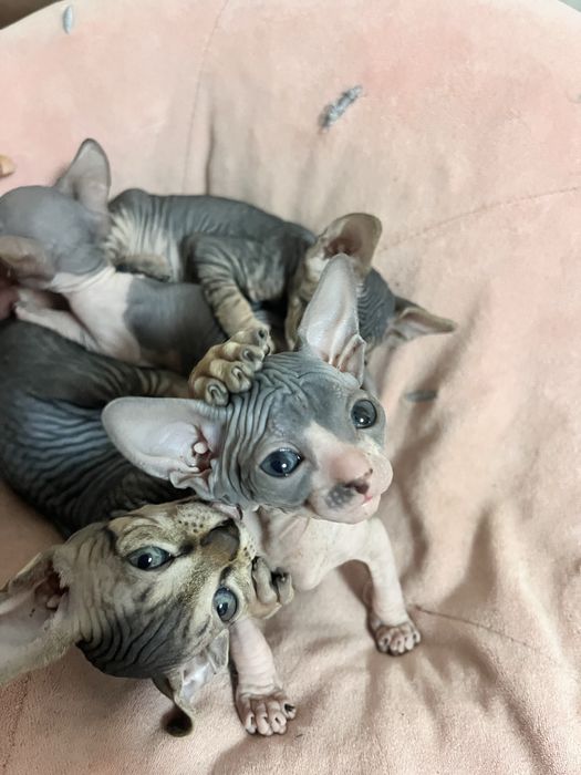 Продаются сфинксы  , девочки