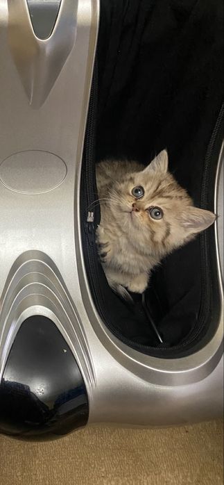 Скотиш страйт золотая шиншила