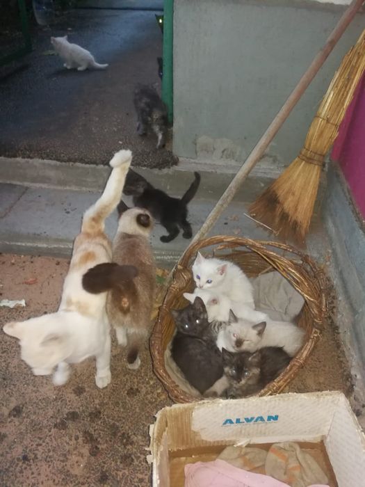 Отдам котят в хорошие руки.