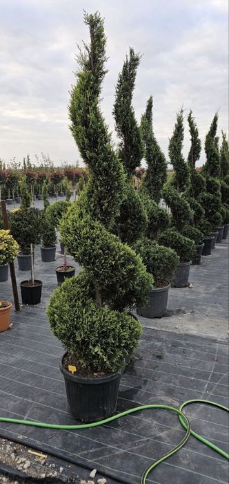 Tuia spirală de vânzare – EFECT WOW în orice curte!